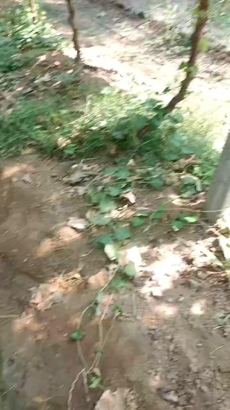 大荔产地，葡萄齐全，拼车整车都发