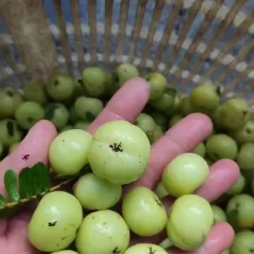 广东崩坎油甘
