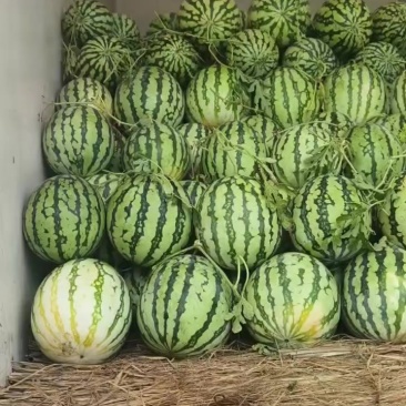 美都精品麒麟有籽