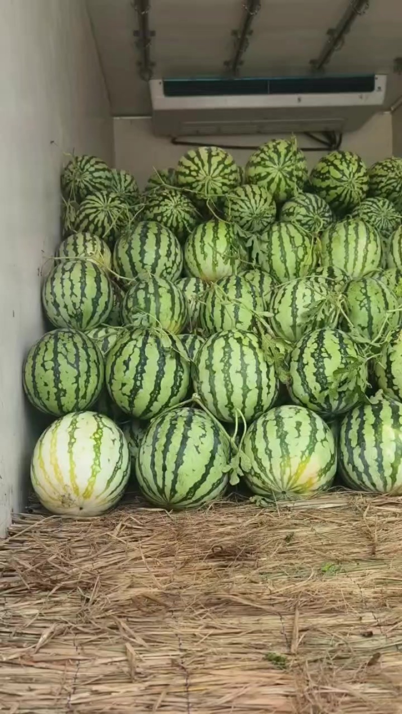 美都精品麒麟有籽