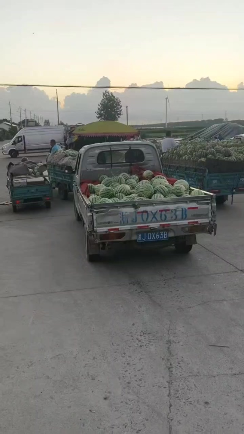 美都精品麒麟有籽