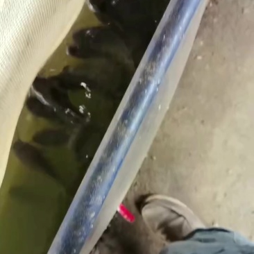 鲢鱼。