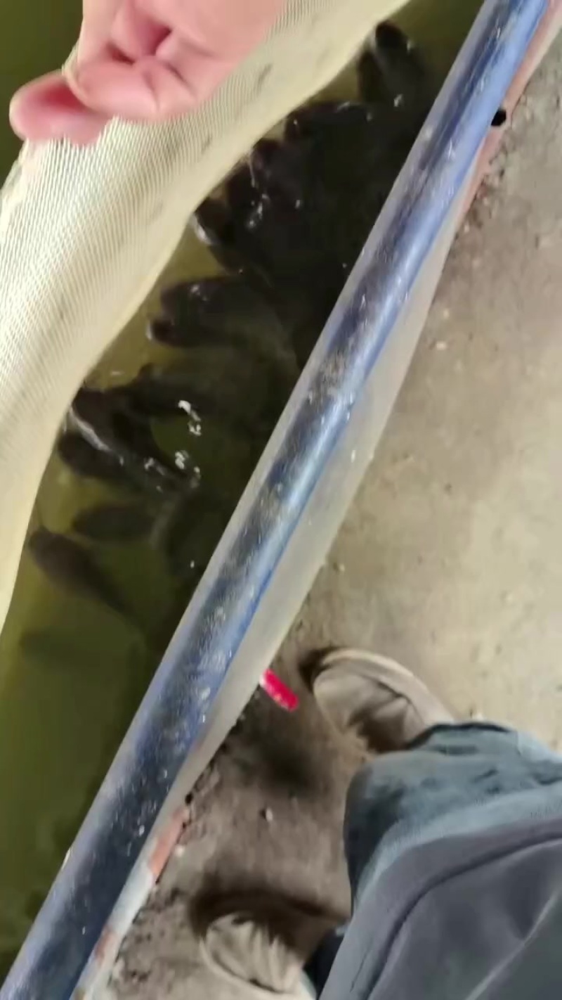 鲢鱼。