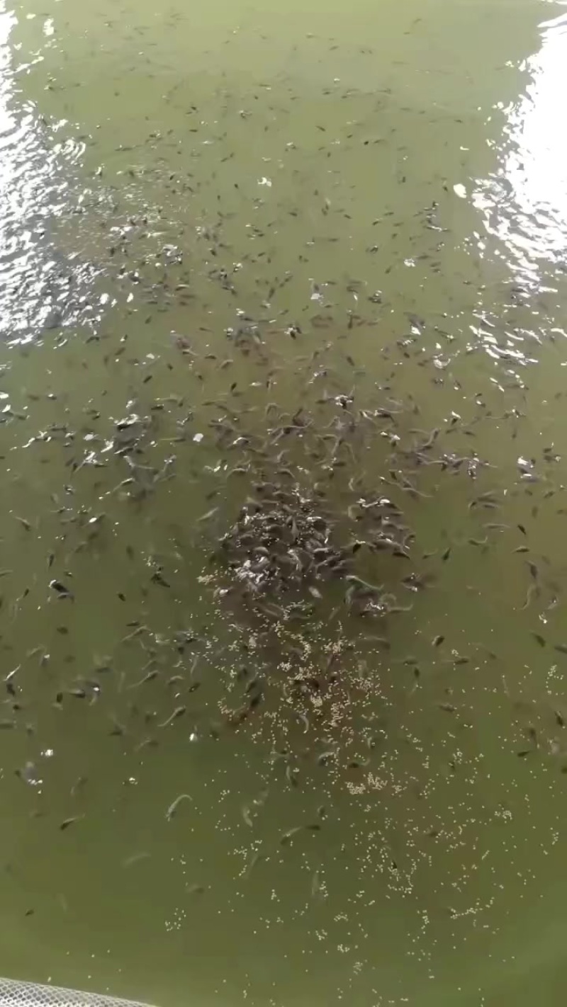 鲢鱼。