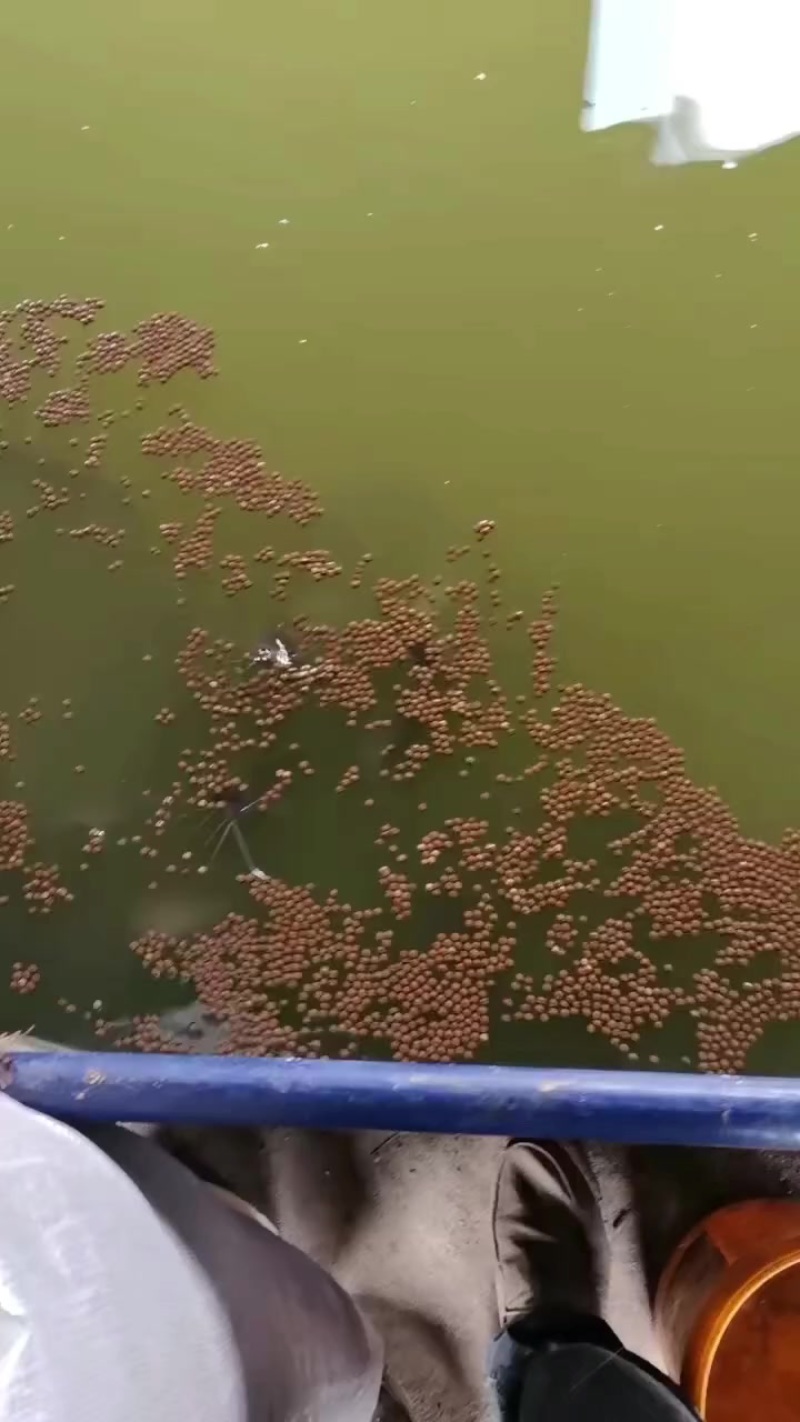 鲢鱼。