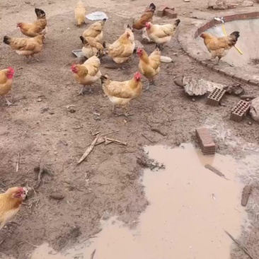 走地鸡