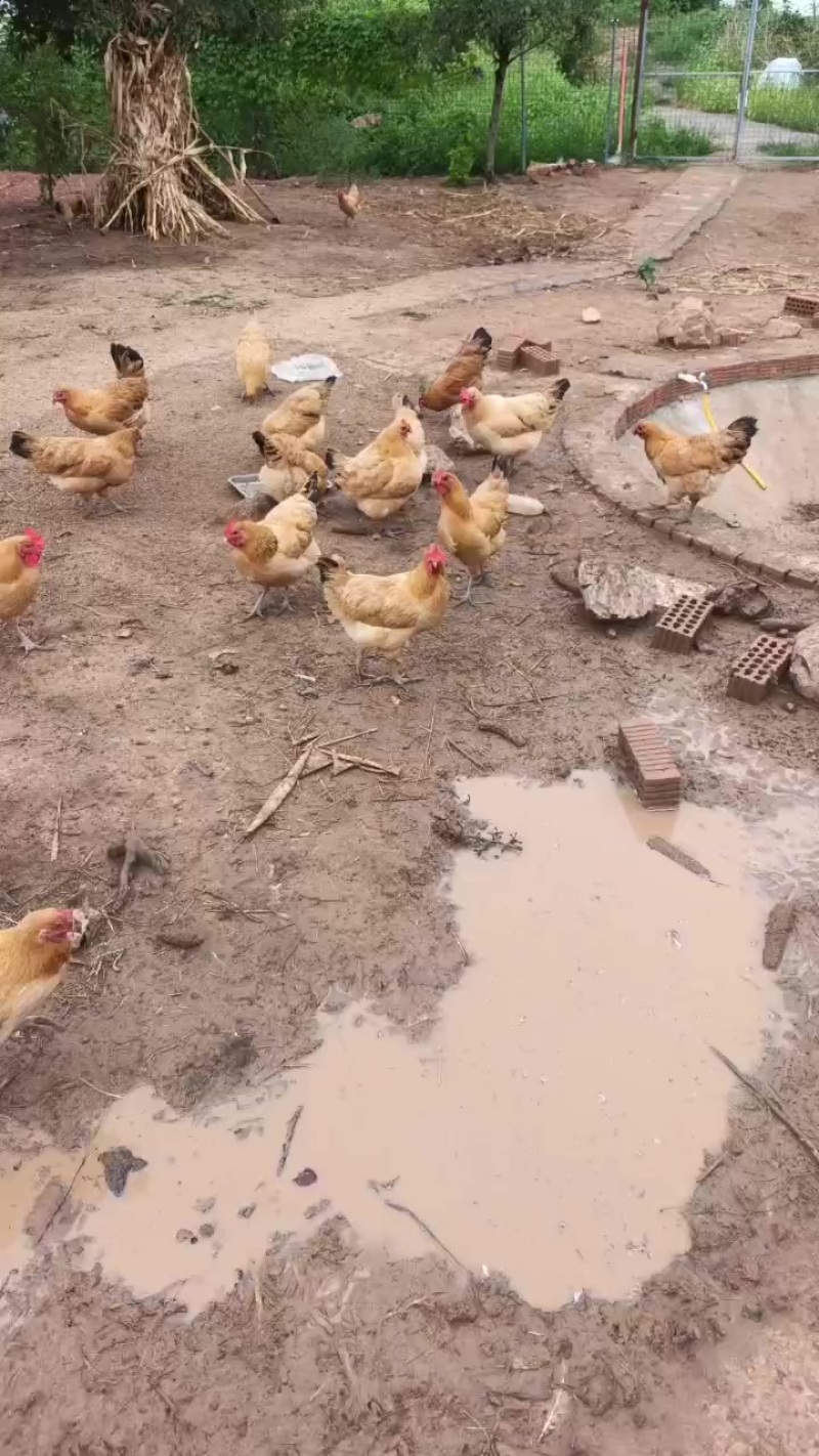 走地鸡