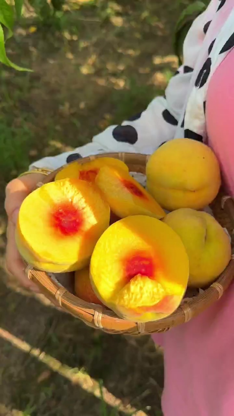 锦绣黄桃