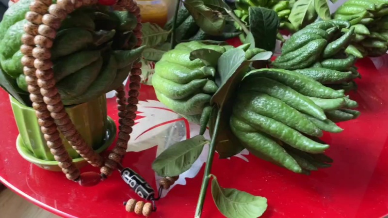 佛手柑，观赏，奶茶果