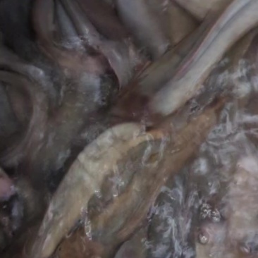 吊水本地脆肉塘涩