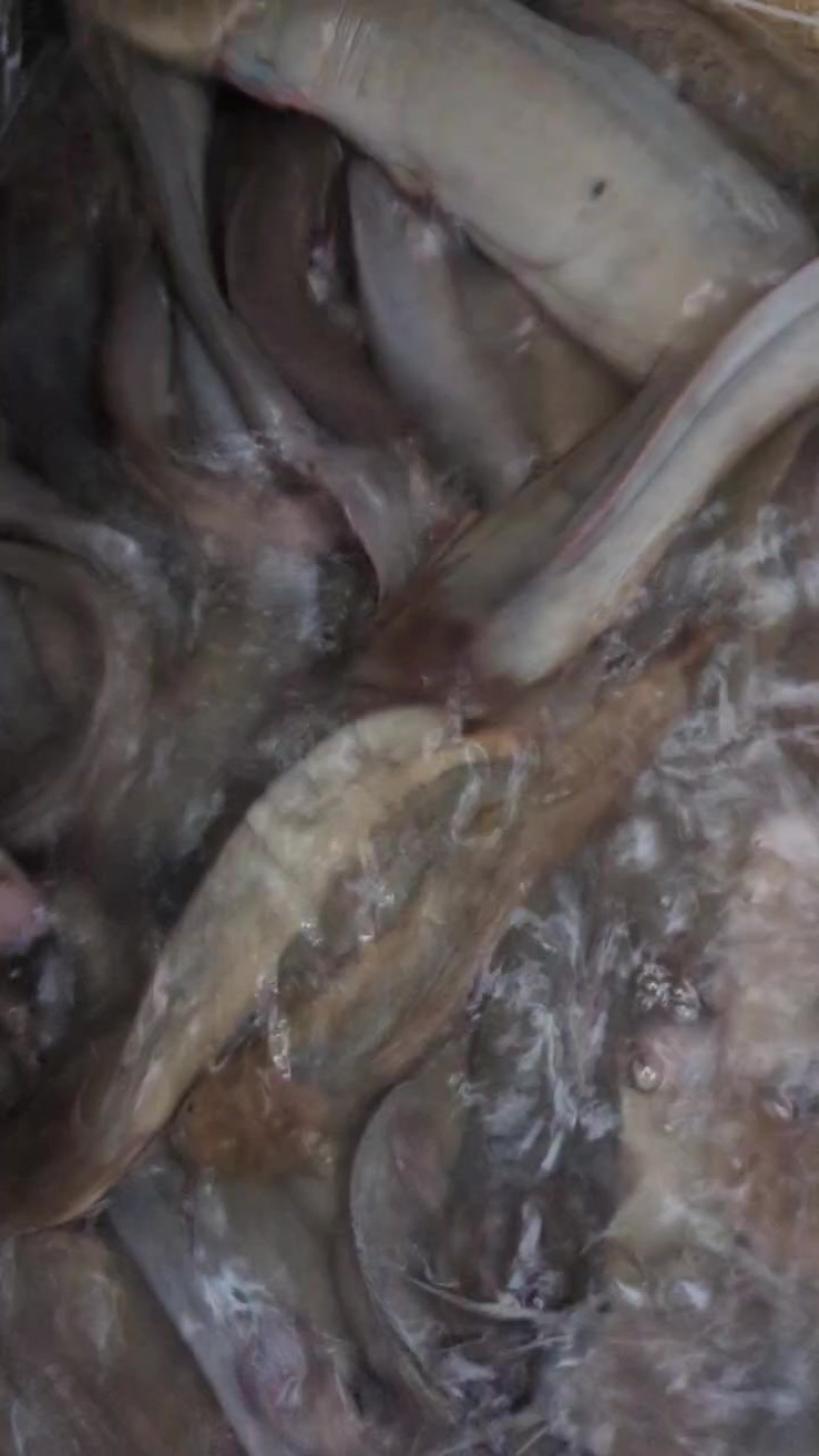 吊水本地脆肉塘涩