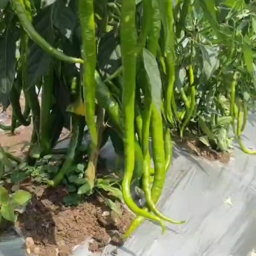 八号大青椒新苗开始上货。