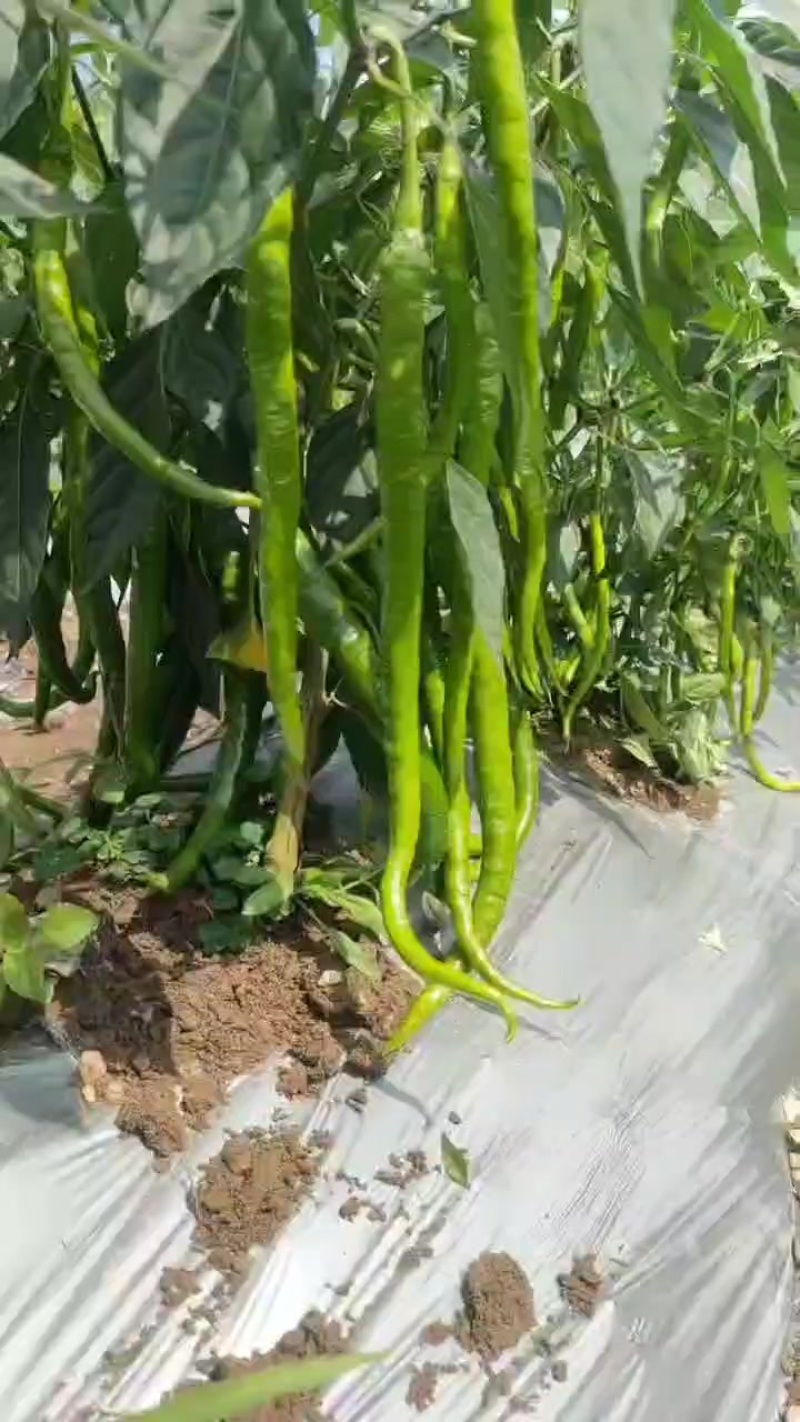 八号大青椒新苗开始上货。
