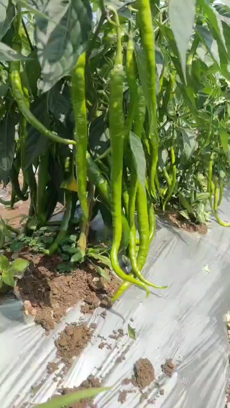 八号大青椒新苗开始上货。