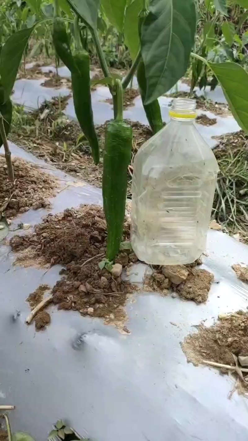 八号大青椒新苗开始上货。