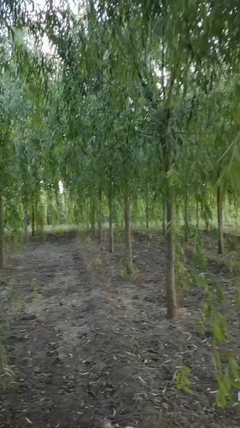 8到10公分垂柳