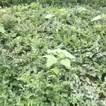 金花6号西瓜
