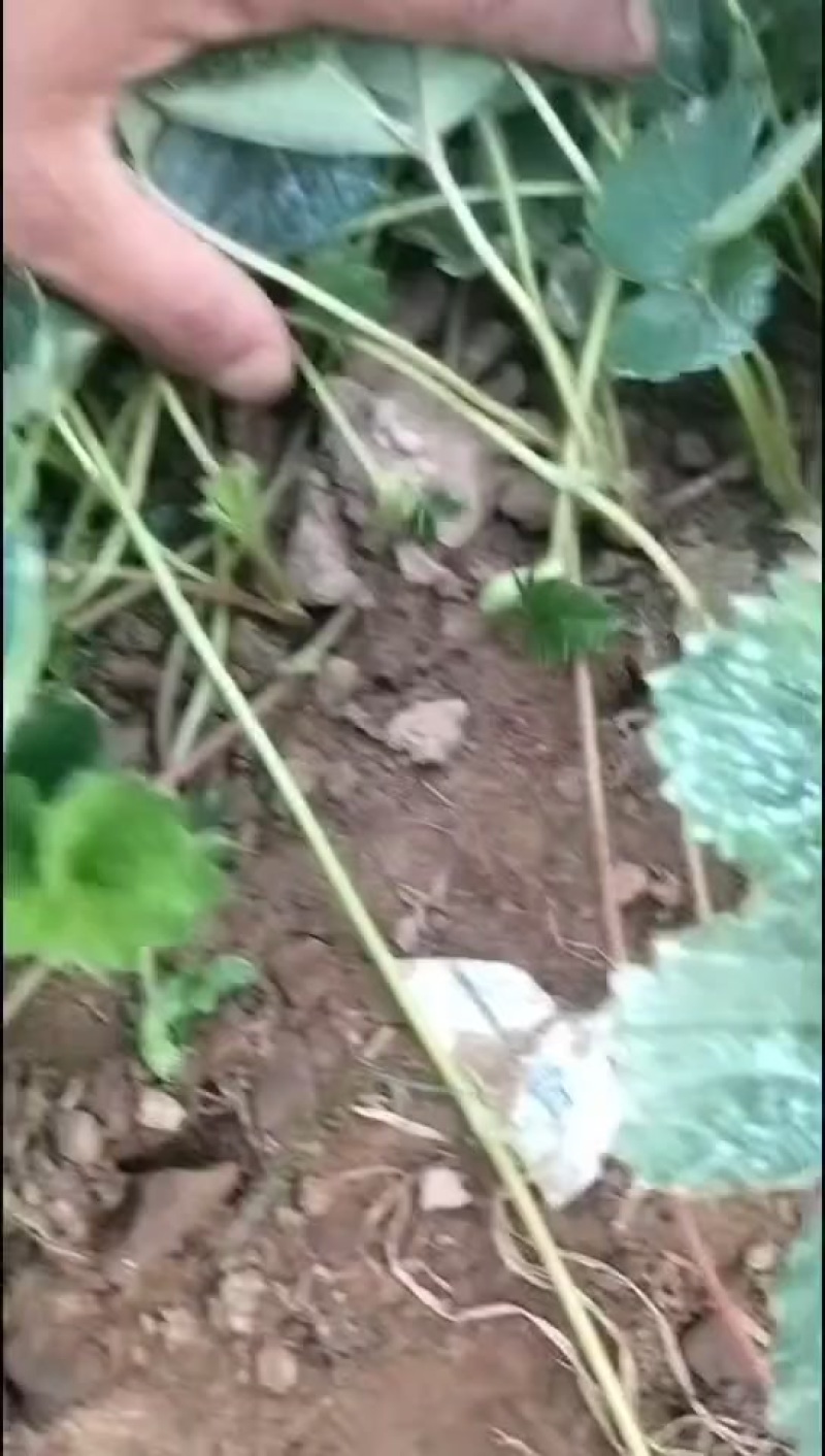盐莓一号