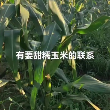 甜糯玉米