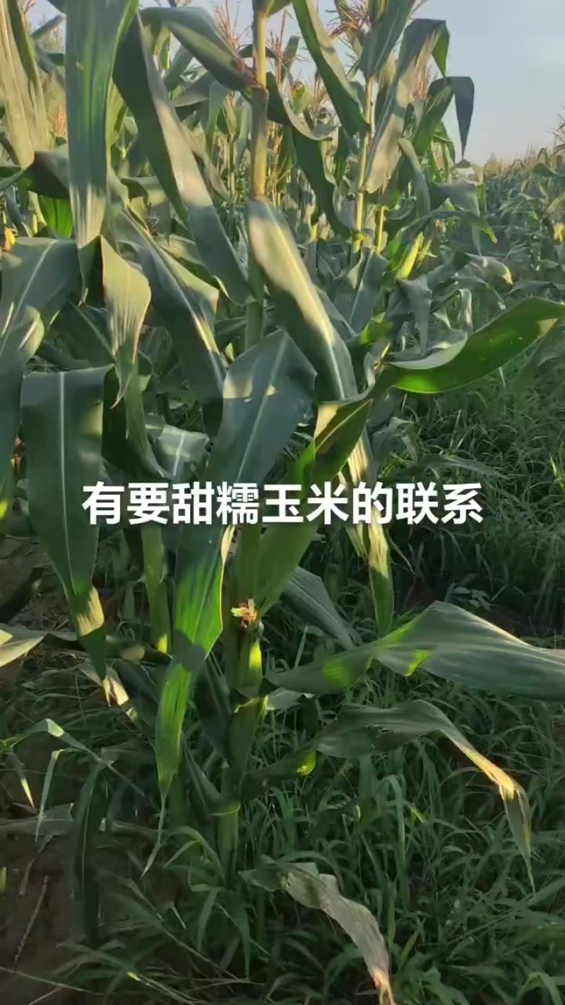 甜糯玉米