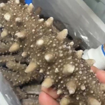 大连海参（干参即食海参）