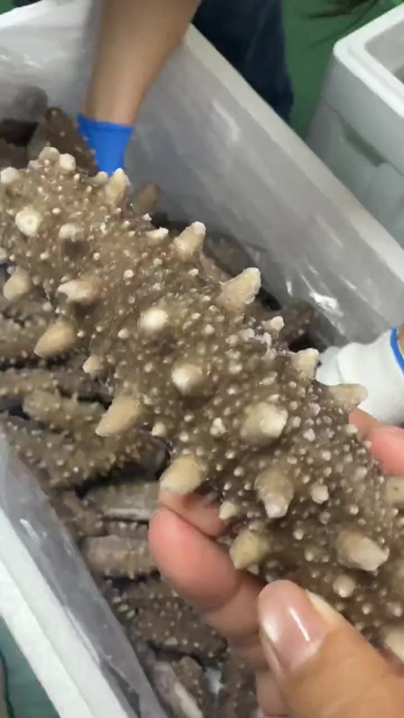 大连海参（干参即食海参）