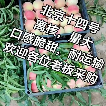 北京十四号离核，量大，口感脆甜，颜色好，欢迎各位老板采购