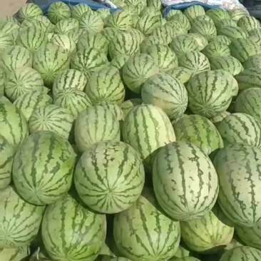 宁夏，内蒙，东北瓜东营利津明集西瓜市场大量有货