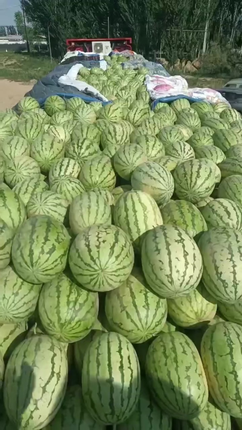 宁夏，内蒙，东北瓜东营利津明集西瓜市场大量有货