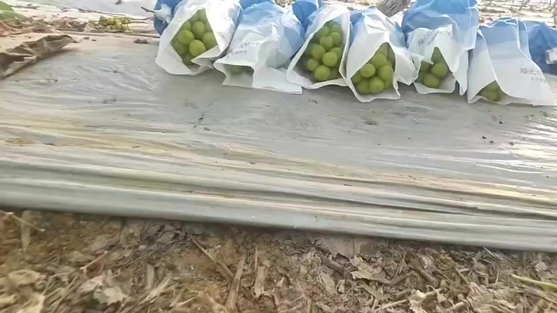 龙泉驿区阳光玫瑰大院子价格3.5