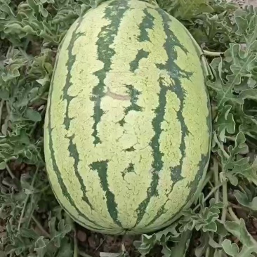 精品石头瓜