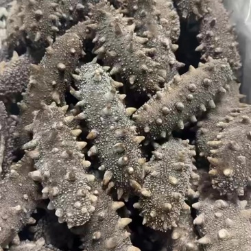 海参燕窝源头加工厂