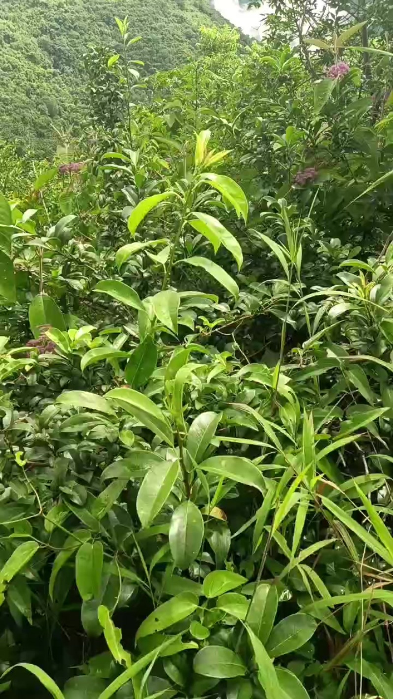 穿破石，视频看货