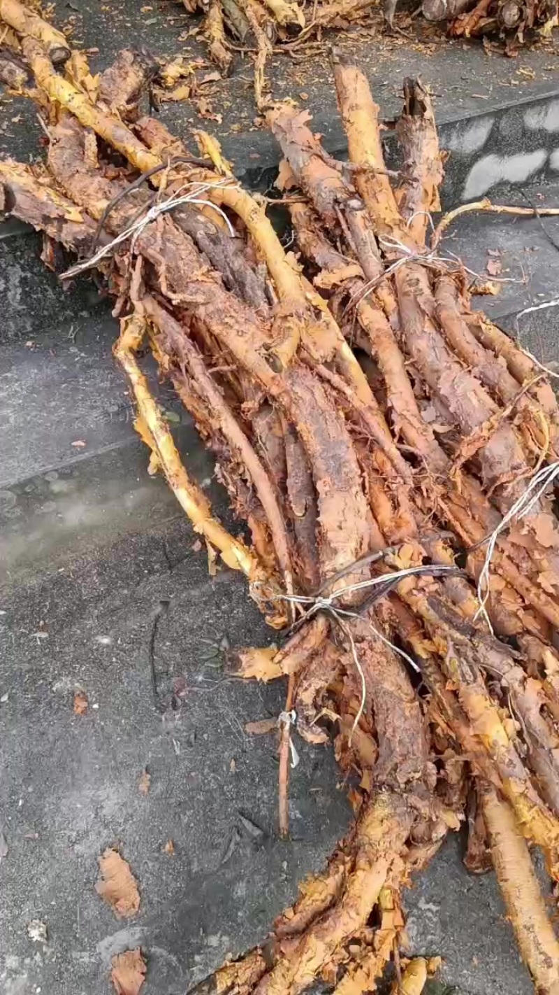 穿破石，视频看货