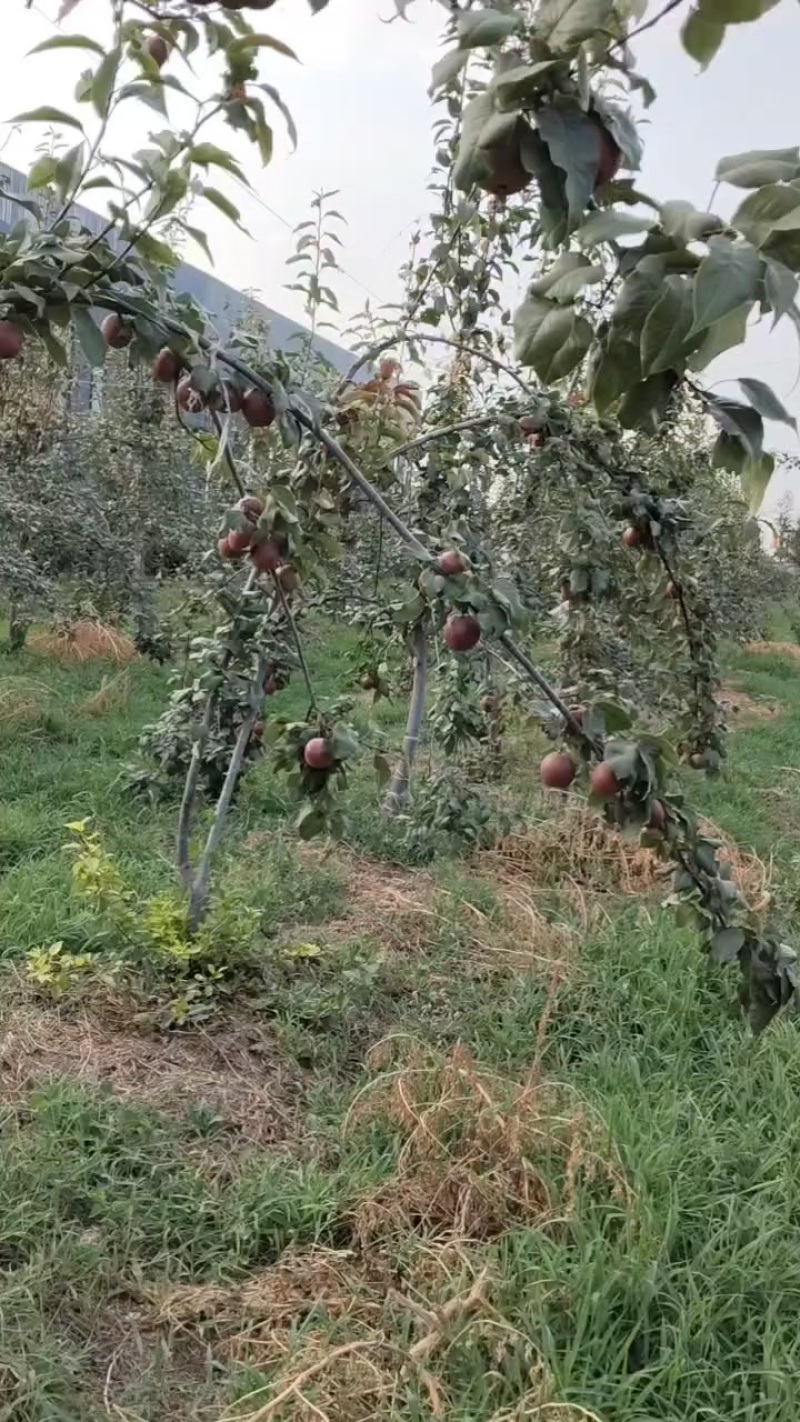 红梨