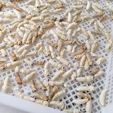 精品红娘熟冻蛹