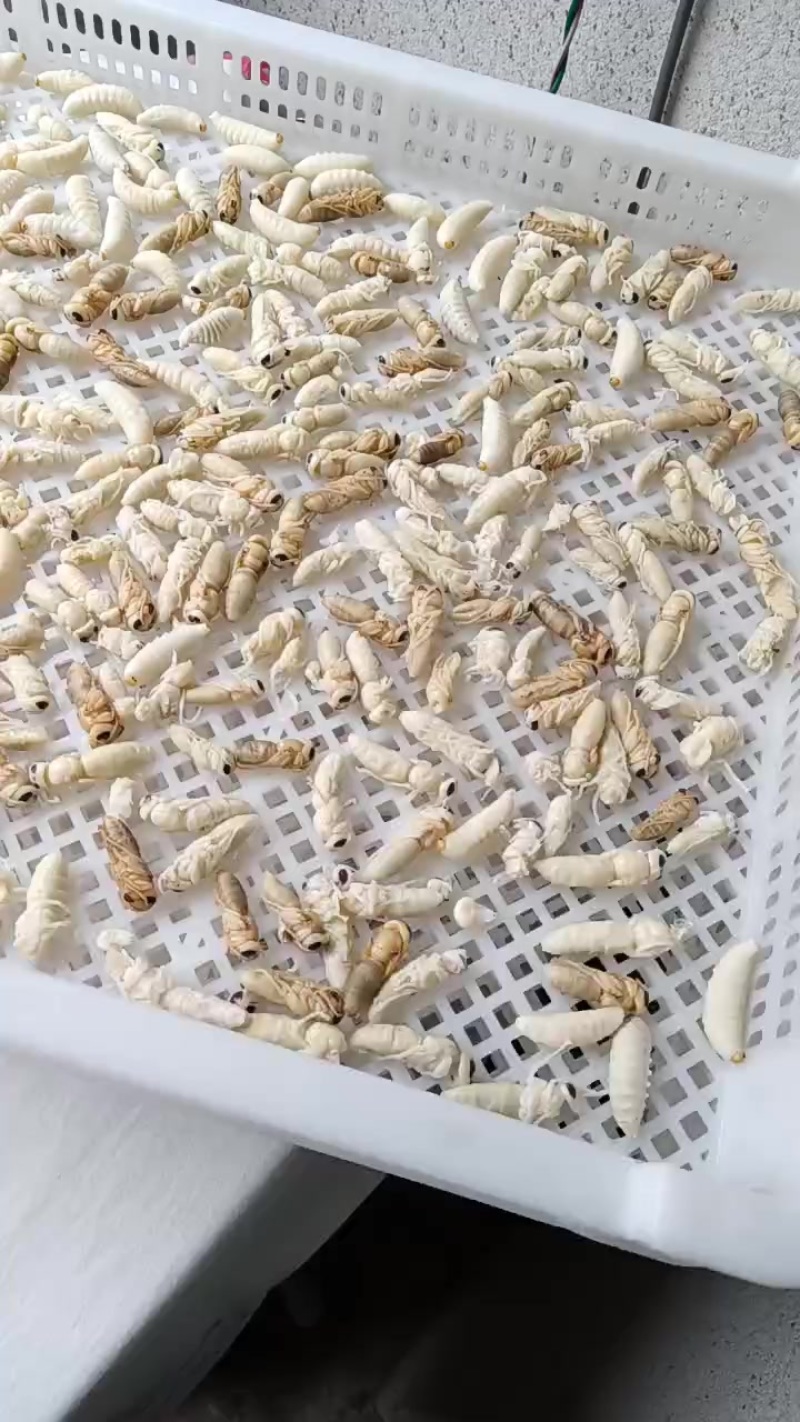 精品红娘熟冻蛹