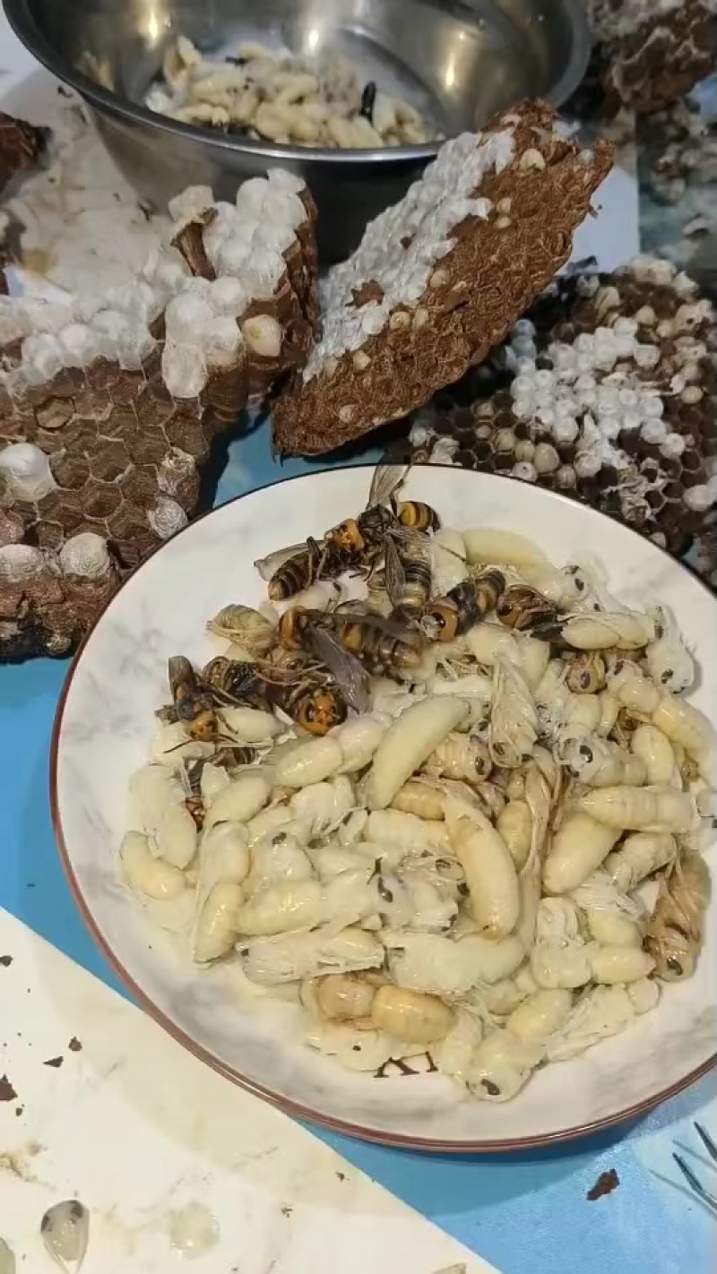 精品红娘熟冻蛹