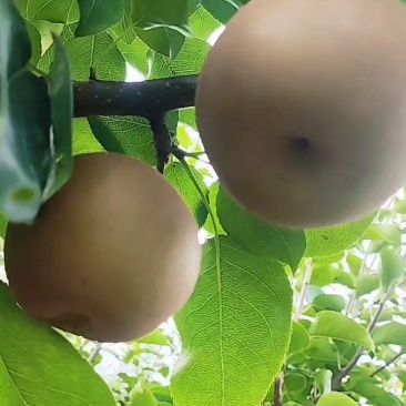 建宁黄花梨果肉洁白，，细腻多汁。脆甜价格美丽