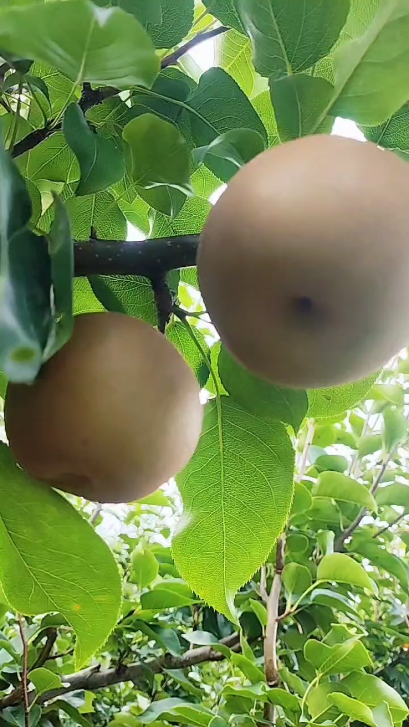 建宁黄花梨果肉洁白，，细腻多汁。脆甜价格美丽