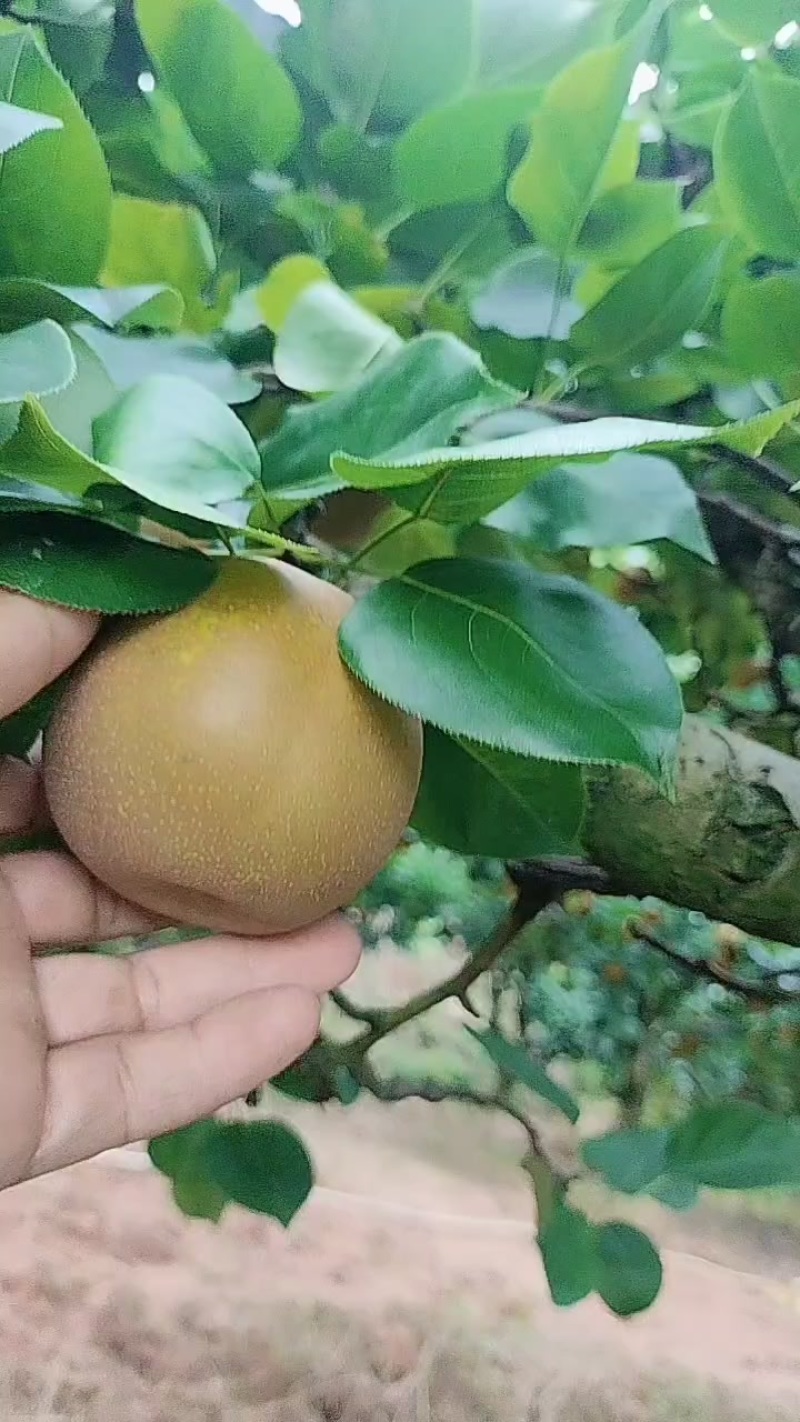 建宁黄花梨果肉洁白，，细腻多汁。脆甜价格美丽