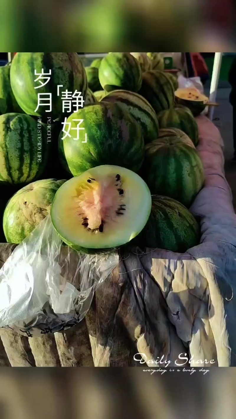 甘肃省白银市景泰县寺滩旱沙地籽瓜