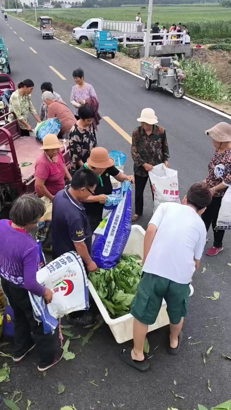 湿芝麻叶