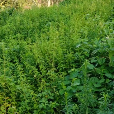 溪黄草干货预售八万斤