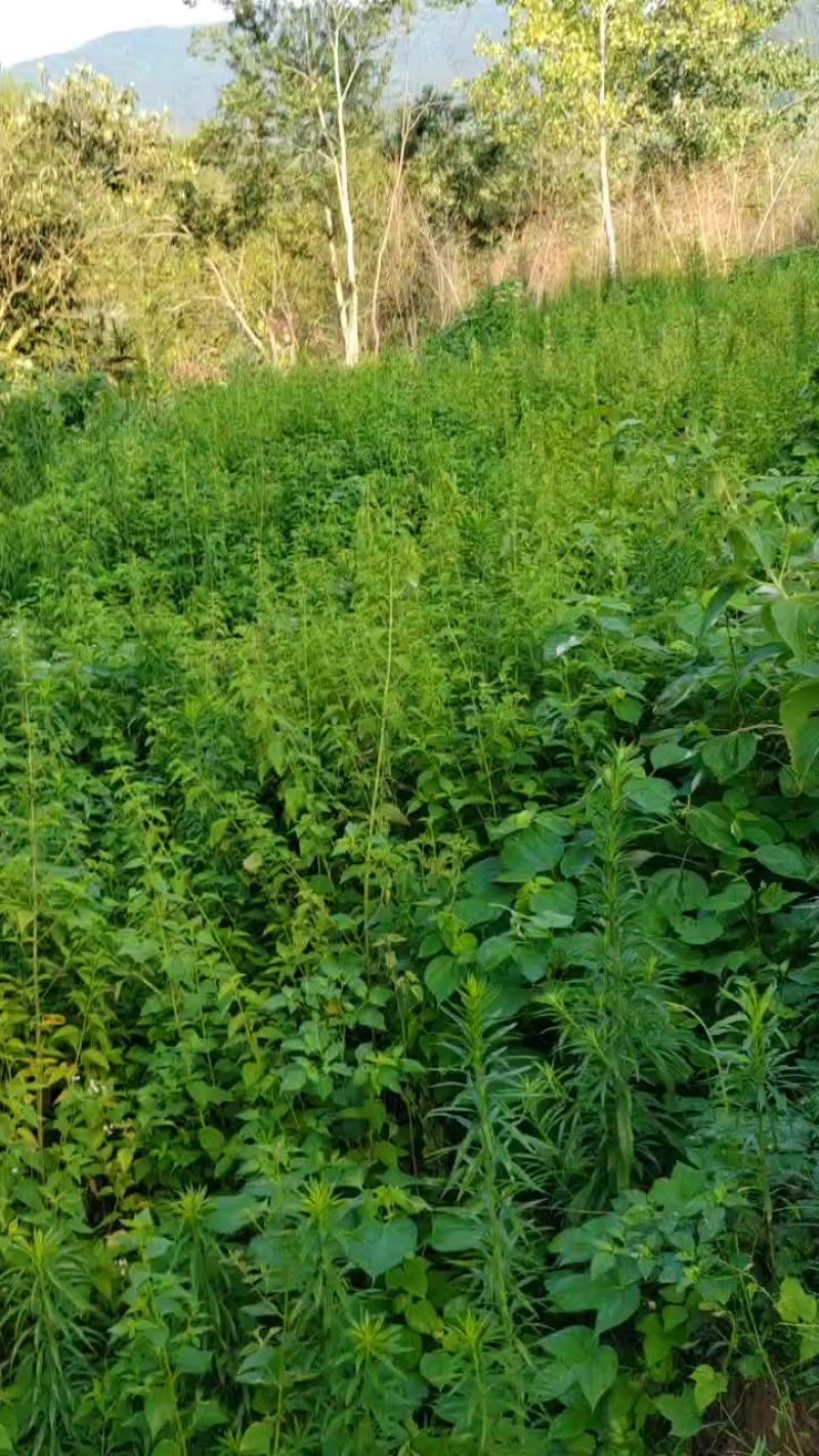 溪黄草干货预售八万斤
