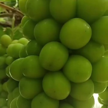 阳光玫瑰