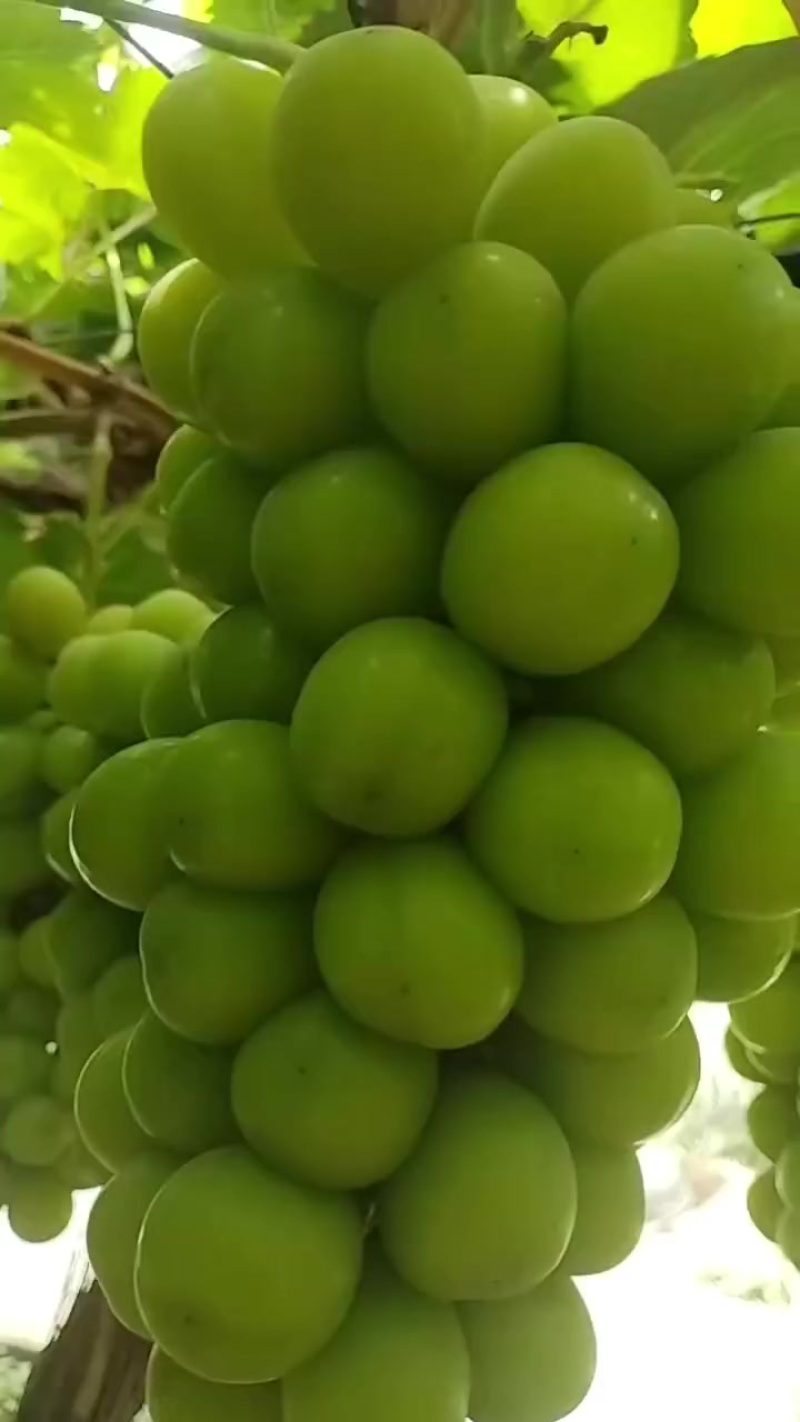 阳光玫瑰