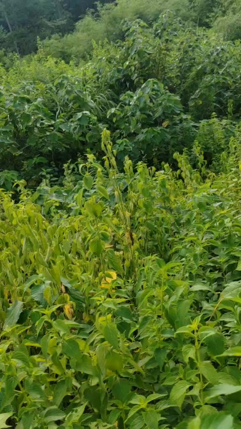 溪黄草干货预售八万斤