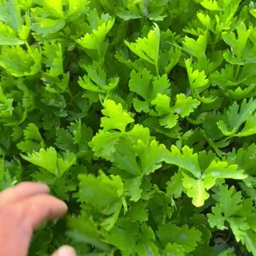 法国皇后芹菜苗