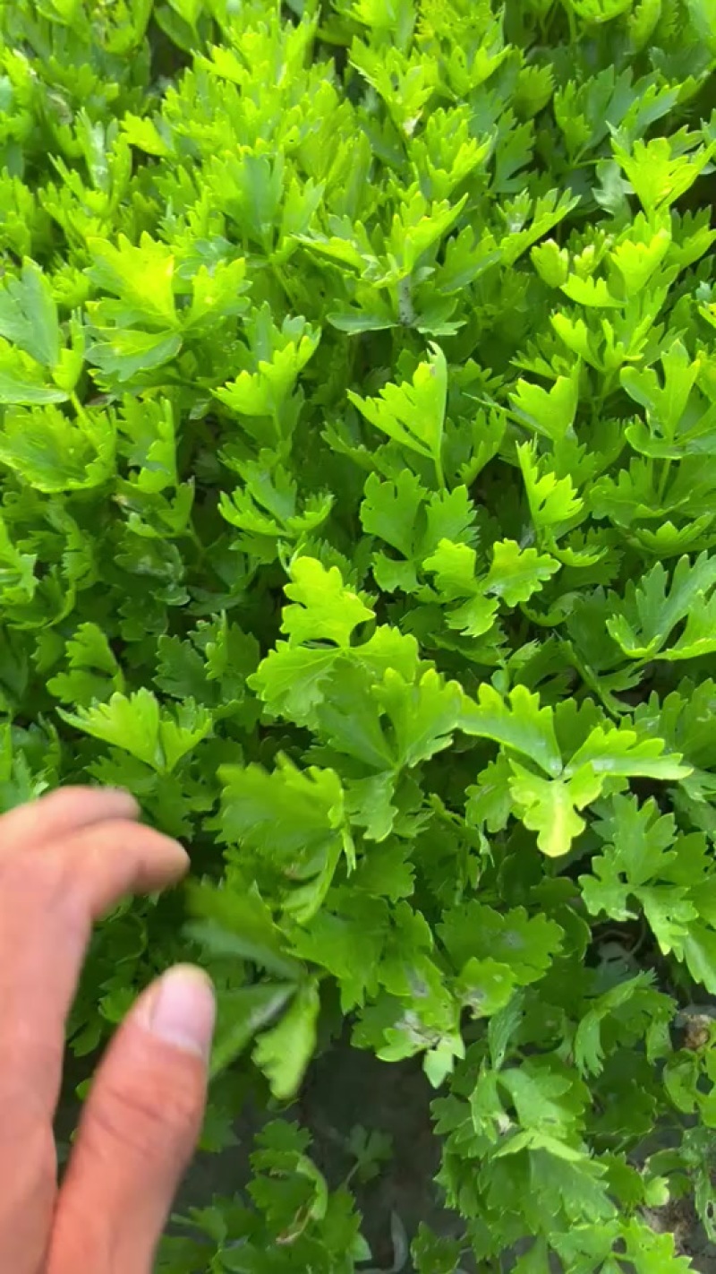 法国皇后芹菜苗